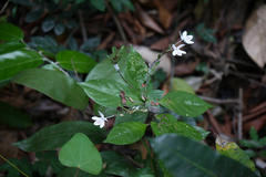 Pseuderanthemum malabaricum